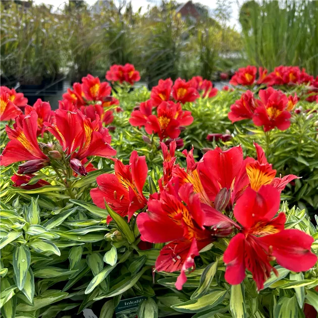 Alstroemeria Staude