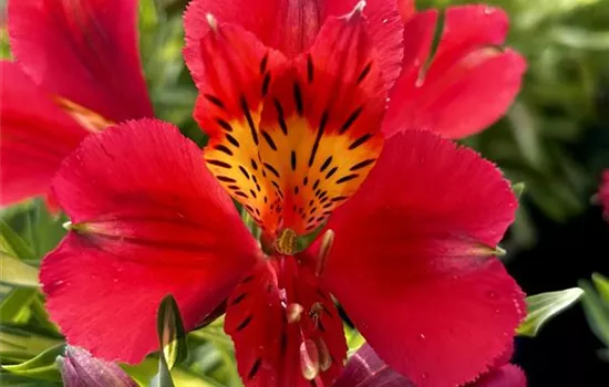 Alstroemeria x cultorum Little Miss 'Zoë' Alstroemeria x cultorum Little Miss 'Zoë'