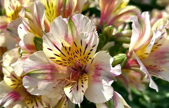 Alstroemeria x cultorum Little Miss 'Christina' Alstroemeria x cultorum Little Miss 'Christina'