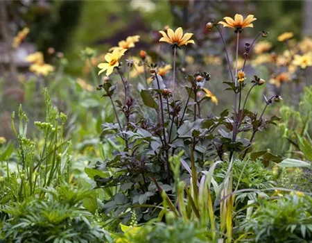 Der Boden im Blumenbeet: Vorbereitung und Pflege