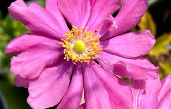 Anemone hupehensis 'Prinz Heinrich'