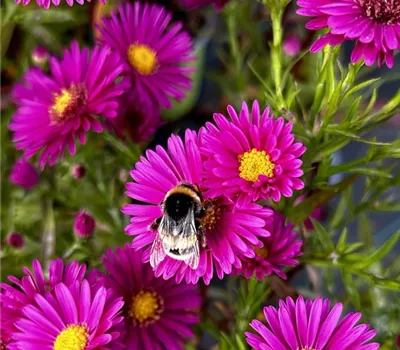 Aster dumosus 'Jenny'