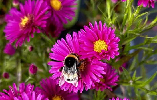 Aster dumosus 'Jenny' Aster dumosus 'Jenny'