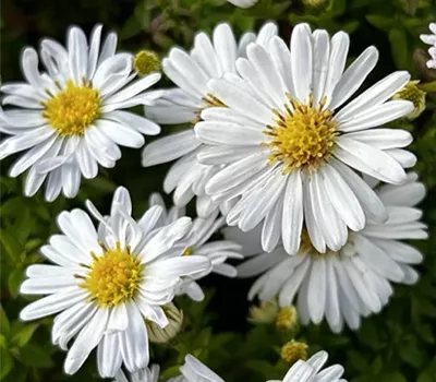 Aster dumosus 'Schneekissen'
