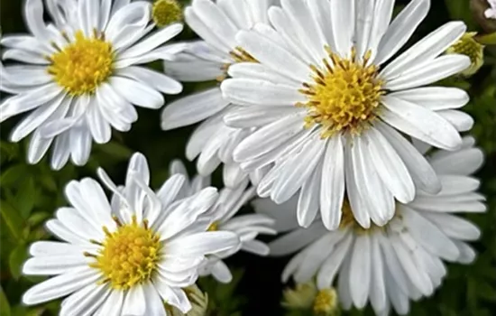 Aster dumosus 'Schneekissen' Aster dumosus 'Schneekissen'