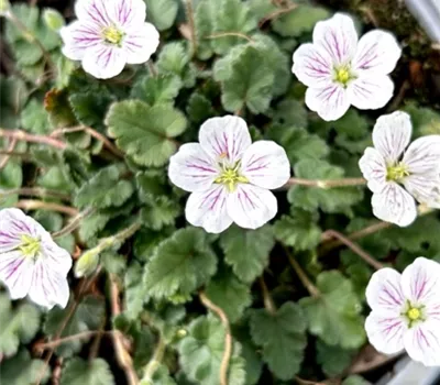 Erodium x variabile 'Album'