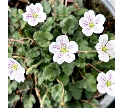 Erodium x variabile 'Album'