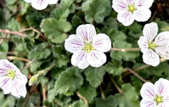 Erodium x variabile 'Album' Erodium x variabile 'Album'