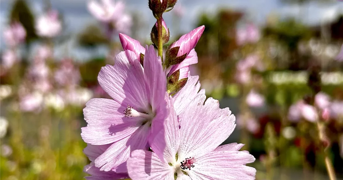 Sidalcea malviflora 'Little Princess'
