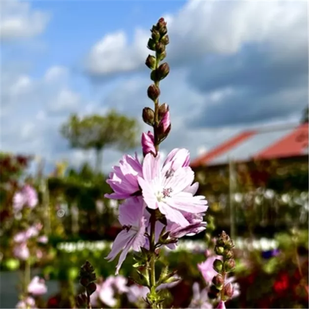 Sidalcea malviflora 'Little Princess'