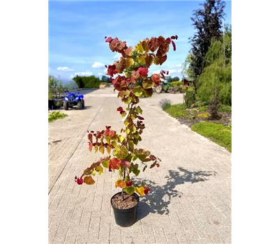 Cercis canadensis 'Eternal Flame'® Cercis canadensis 'Eternal Flame'®