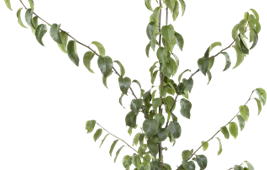 Pyrus pyrifolia 'Nijisseiki' Pyrus pyrifolia 'Nijisseiki'