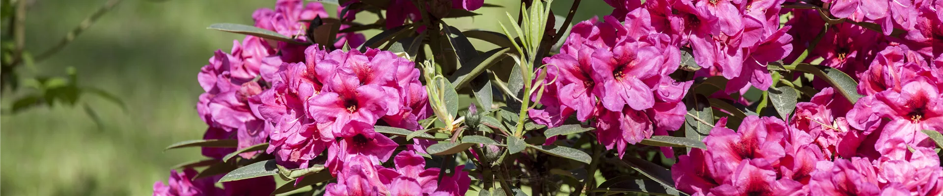 Rhododendron Rhododendron