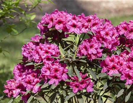 Der Rhododendron – der stilvolle Klassiker