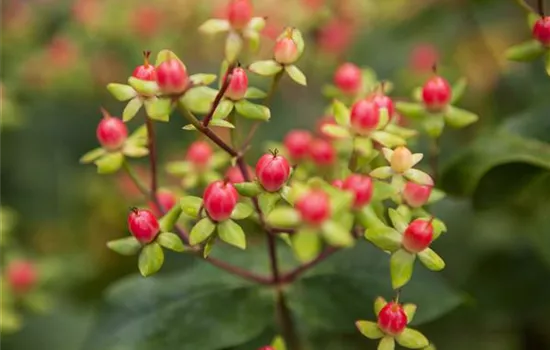 Hypericum x cultorum 'Magic Marbles Red' Hypericum x cultorum 'Magic Marbles Red'