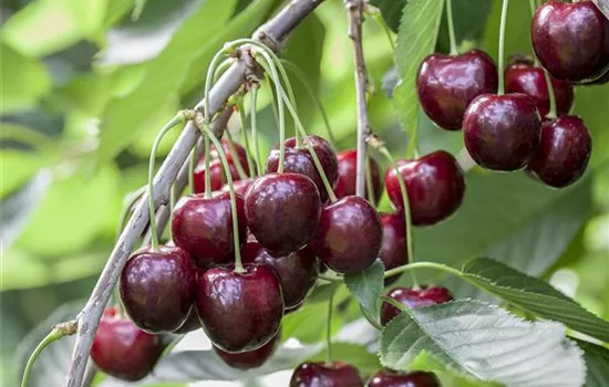 Prunus avium 'Sunburst' Prunus avium 'Sunburst'