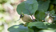 Quitte 'Konstantinopeler Apfelquitte'