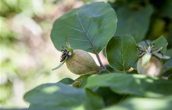 Cydonia oblonga 'Konstantinopeler Apfelquitte' Cydonia oblonga 'Konstantinopeler Apfelquitte'