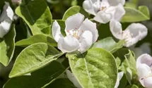 Quitte 'Konstantinopeler Apfelquitte'