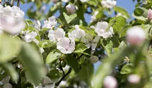 Quitte 'Konstantinopeler Apfelquitte'