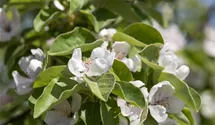 Quitte 'Konstantinopeler Apfelquitte'