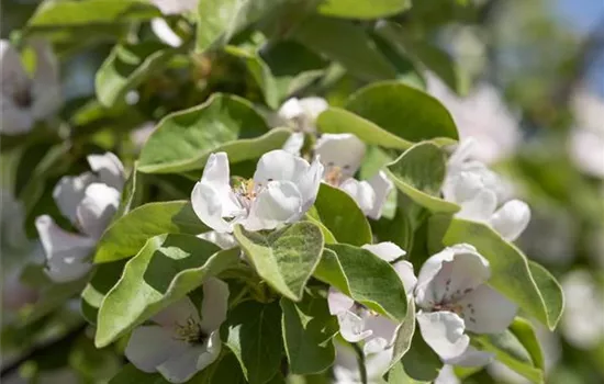 Cydonia 'Bereczki-Birnenquitte' Cydonia 'Bereczki-Birnenquitte'