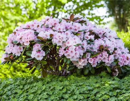 Der Rhododendron – der Strauch mit den prächtigen Blüten