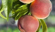 Pfirsich 'Benedicte'