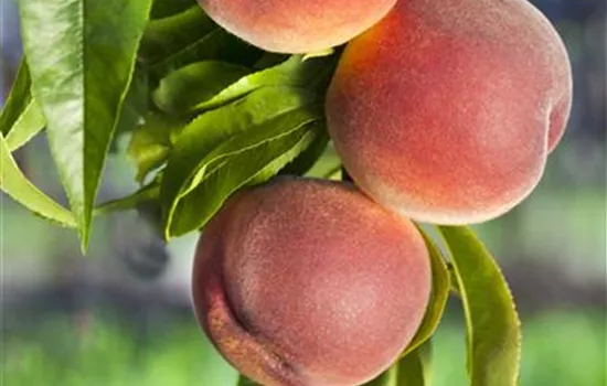 Prunus persica 'Benedicte' Prunus persica 'Benedicte'