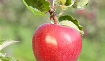 Apfel 'Jonagold' Apfel 'Jonagold'