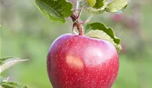 Apfel 'Jonagold' Apfel 'Jonagold'