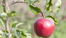 Apfel 'Jonagold' Apfel 'Jonagold'