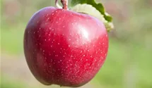 Apfel 'Jonagold' Apfel 'Jonagold'