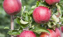Apfel 'Jonagold' Apfel 'Jonagold'