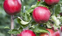 Apfel 'Jonagold' Apfel 'Jonagold'