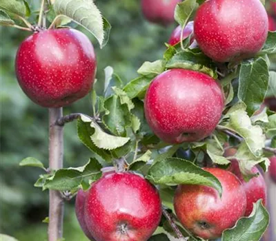 Malus 'Florina' Malus 'Florina'