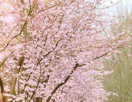 Die Zierkirsche – eine Schönheit ohne Starallüren 