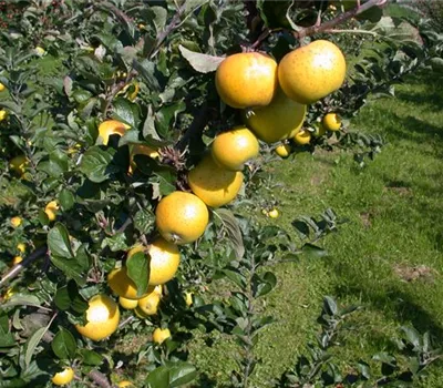 Malus 'Ananasrenette'