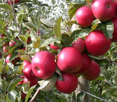 Malus 'Baya Marisa'