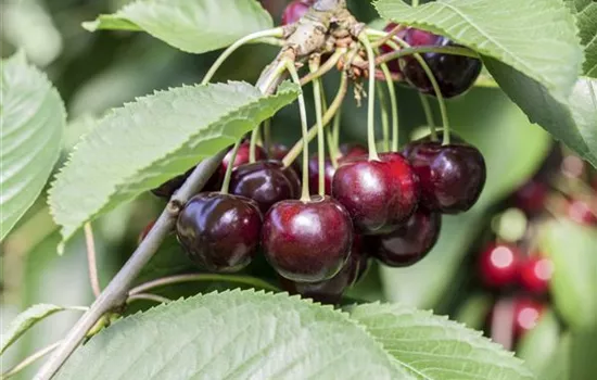 Prunus avium 'Schneiders Späte Knorpelkirsche' Prunus avium 'Schneiders Späte Knorpelkirsche'