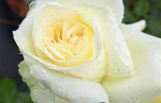 Rosa 'La Perla' Rosa 'La Perla'