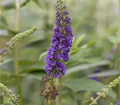 Buddleja davidii 'Empire Blue' Buddleja davidii 'Empire Blue'