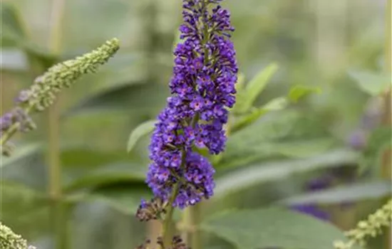 Buddleja davidii 'Empire Blue' Buddleja davidii 'Empire Blue'