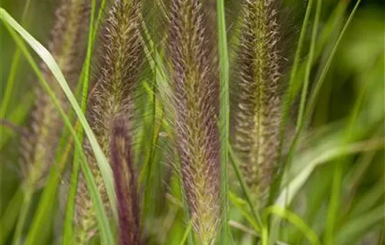 Pennisetum alopecuroides 'Red Head' Pennisetum alopecuroides 'Red Head'