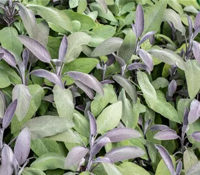 Salvia officinalis 'Purpurascens'