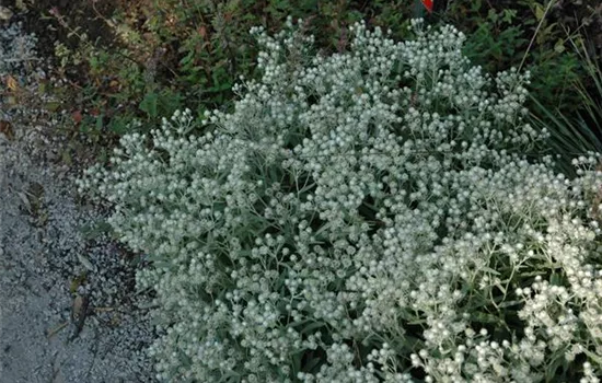 Anaphalis triplinervis 'Sommerschnee' Anaphalis triplinervis 'Sommerschnee'