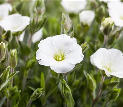 Arenaria montana 'Mont Blanc'