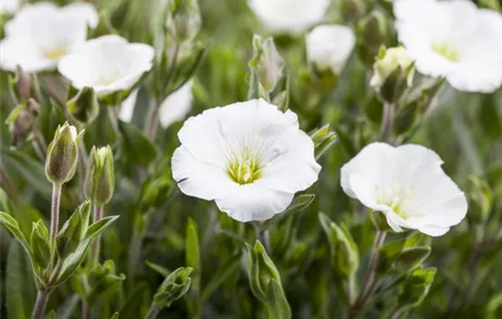 Arenaria montana 'Mont Blanc'