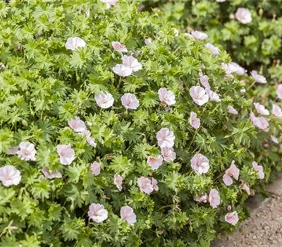 Geranium sanguineum 'Apfelblüte'
