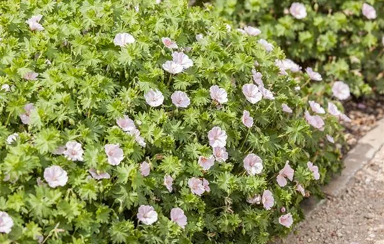 Geranium sanguineum 'Apfelblüte' Geranium sanguineum 'Apfelblüte'
